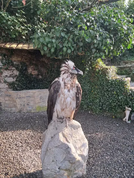 Un gypaète barbu posé sur un rocher au Donjon des Aigles